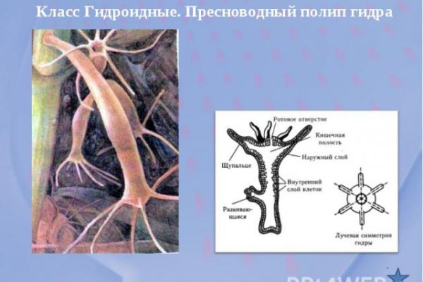 Кракен как войти через тор